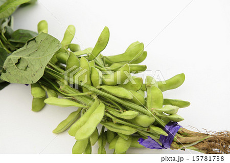 葉付き枝豆の写真素材