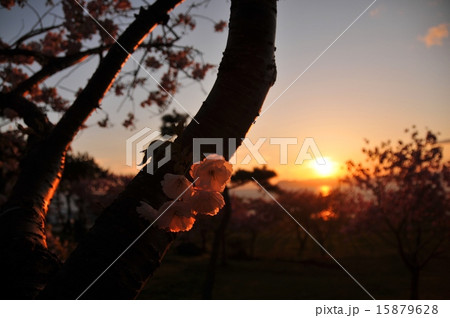 夕方桜 夕方に撮る夙川の桜 // ZV-E10+SELP1650 | Photo Journal vol