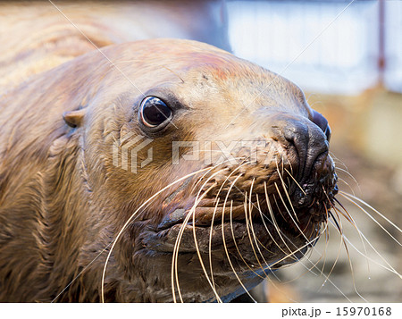 アップ トド 顔 生物の写真素材