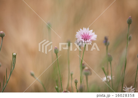 黄金矢車草の写真素材 - PIXTA