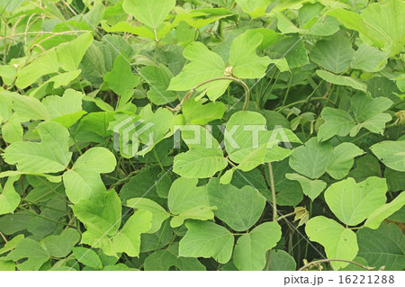 葛の葉 植物の写真素材