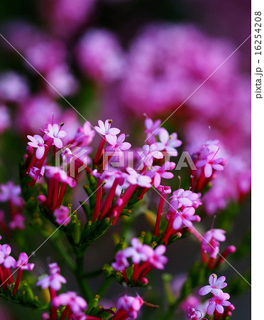 ウスベニカノコソウの写真素材