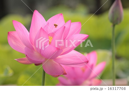 蓮 初夏 香り スピリチュアルの写真素材