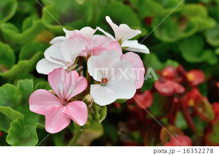 ゼラニウム 白 花壇 白い花の写真素材