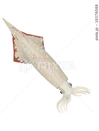 ケンサキイカのイラスト素材