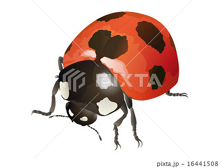 ナナホシテントウのイラスト素材