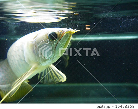 アロワナ かっこいい 熱帯魚 水槽の写真素材