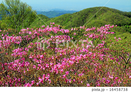 花 ツツジ ミツバツツジ 新緑の写真素材 - PIXTA
