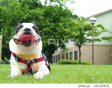 わんこの笑顔 動物の笑顔 笑う犬 犬の笑顔の写真素材