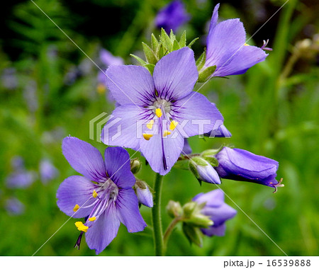 ハナシノブ 花 珍しい花 美しい花の写真素材