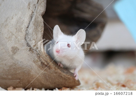 白いネズミ おがくず ハツカネズミ 巣穴の写真素材