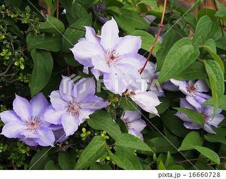 花 テッセン 鉄扇 植物 綺麗の写真素材