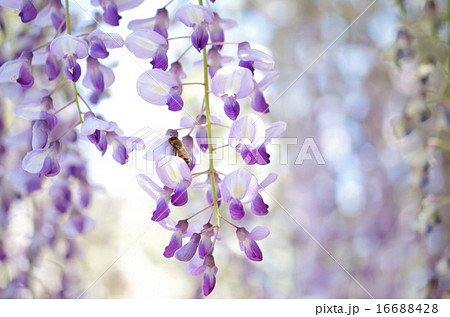 藤の花と虫の写真素材