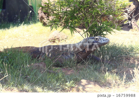 コモドドラゴン オアフ島 ホノルル動物園 ハワイの写真素材