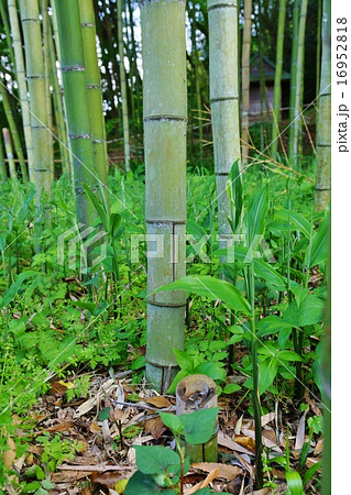 竹の花器の写真素材