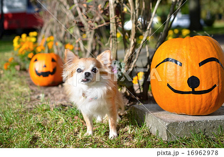 小型犬 おばけかぼちゃ ロングコート 秋の行事の写真素材