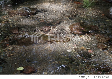 軽井沢 川遊び 渓流釣り フィッシングの写真素材