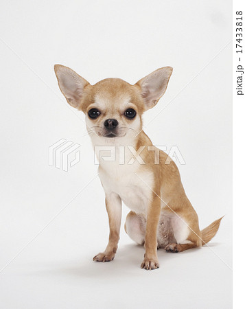 子犬 お座り スムースチワワ 犬の写真素材 - PIXTA