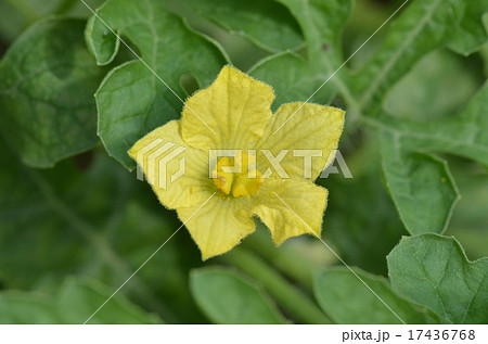 小玉スイカの花の写真素材 Pixta
