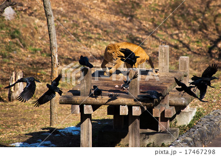 ずる賢い 動物 ケニアの写真素材