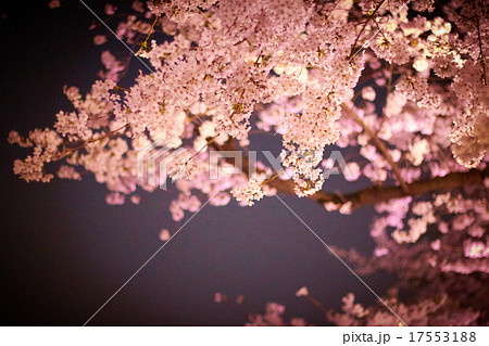 綺麗 かっこいい 夜桜 さくらの写真素材