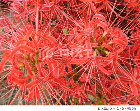 彼岸花の花言葉は 思うのはあなた一人 真紅の花色からその情熱的な思いが伝わってくる の写真素材