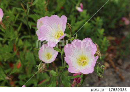 ピンクの花 昼咲き月見草 桃色の花 野に咲く花の写真素材