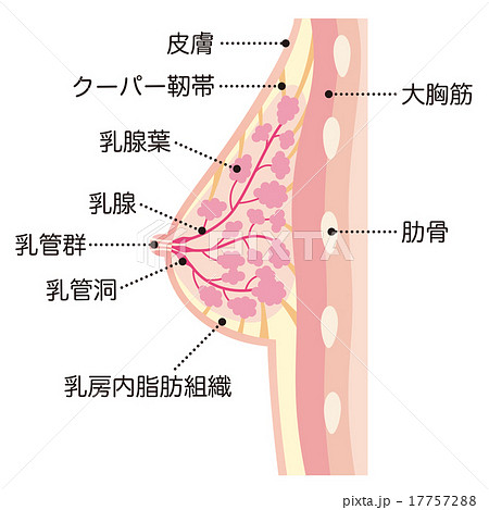 乳管洞 人体の写真素材