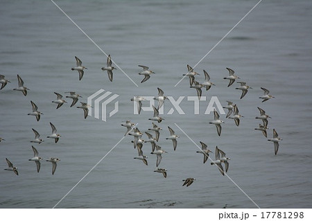 小鳥 千鳥 シロチドリ 野鳥の写真素材 - PIXTA