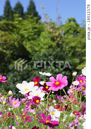 コスモス 縦位置 緑 紫の写真素材 コスモス 縦位置 緑 紫の写真素材