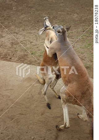 カンガルー ムキムキ 筋肉 二足歩行の写真素材