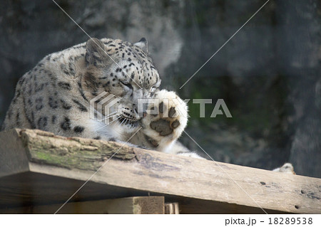 ユキヒョウ ネコ科 動物園 肉球の写真素材