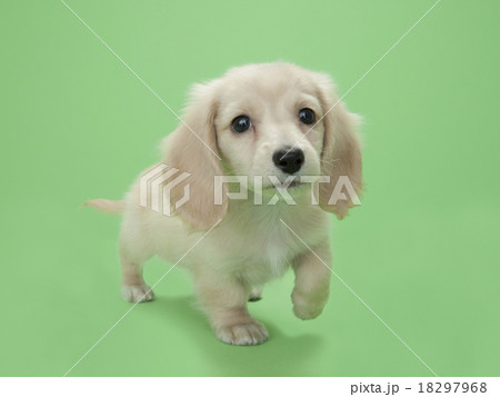 ミニチュアダックスフンド 子犬の写真素材