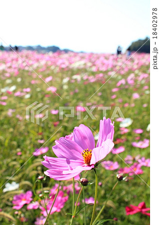 西郷川花園の写真素材