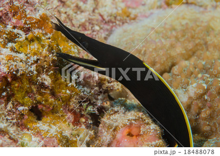 ウツボの幼魚の写真素材