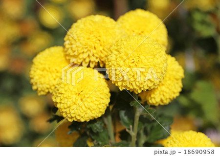 手まり菊 ポンポン菊 ピンポンマム 菊の写真素材