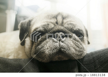 しわしわ犬の写真素材