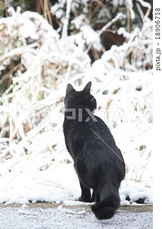 白 黒 猫 後ろ姿の写真素材 白 黒 猫 後ろ姿の写真素材