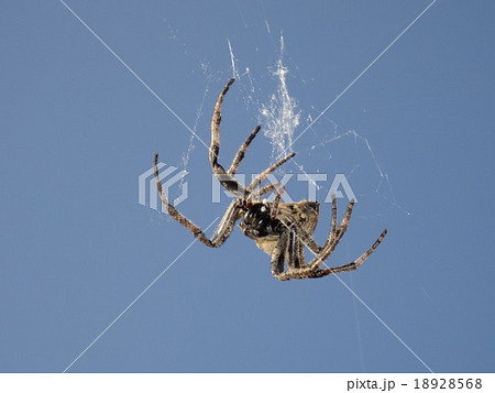 鬼蜘蛛の写真素材