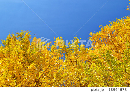 イチョウページ イチョウ (Ginkgo biloba)