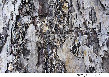 樹皮の絵 1,373 樹皮 High Res Illustrations Getty Images | 木,