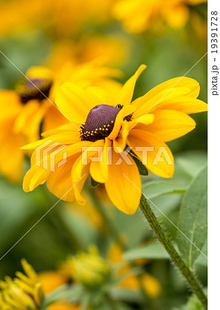 ルドベキア タイガーアイ 花 フラワーの写真素材