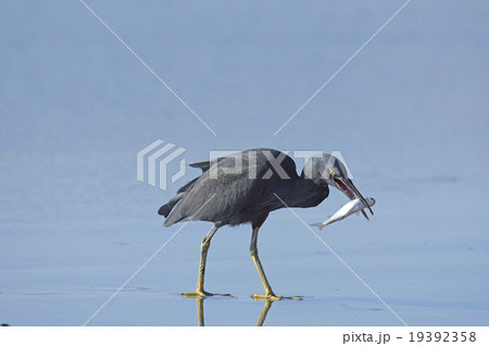 黒鷺の写真素材