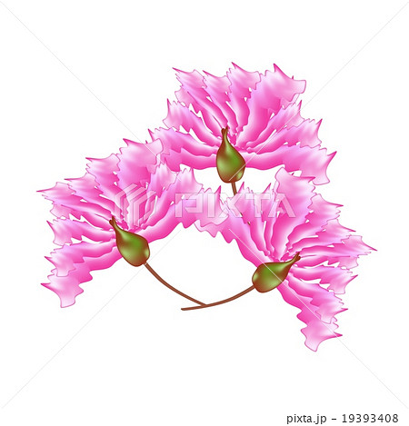 さるすべり 百日紅の花 さるすべりの木 サルスベリの木の