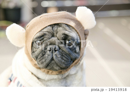 犬の着ぐるみ 犬の写真素材