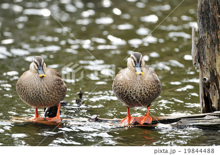 カルガモ つがい 夫婦の写真素材 - PIXTA