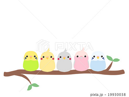 オカメインコ 可愛い インコ オウムのイラスト素材