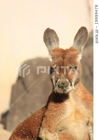 カンガルー 動物園 屋外 正面の写真素材