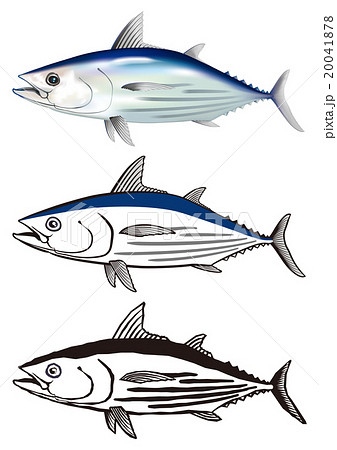 戻り鰹のイラスト素材