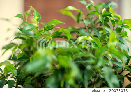 観葉植物 ベンジャミン 花 植物の写真素材